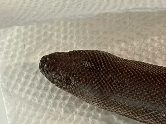 Ông Ấy Nuôi Chó Để Giữ Nhà: Hiểu Đúng Về Bản Năng Bảo Vệ Và Trách Nhiệm Của Người Nuôi