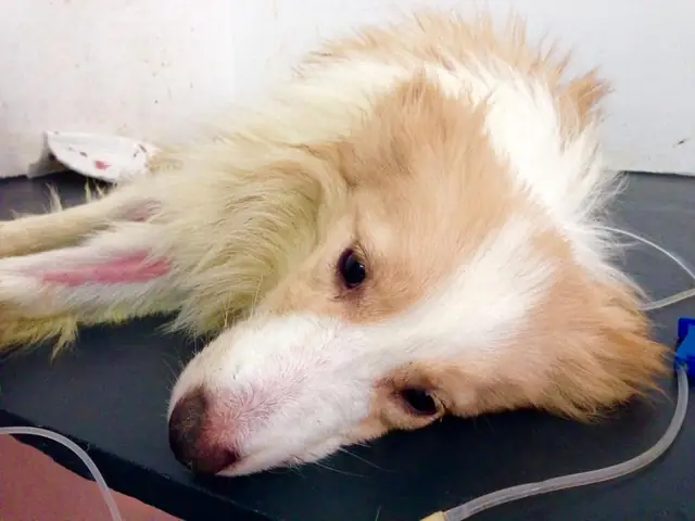 Cái Duyên Với Đặc Trị Bệnh Care Ở Chó