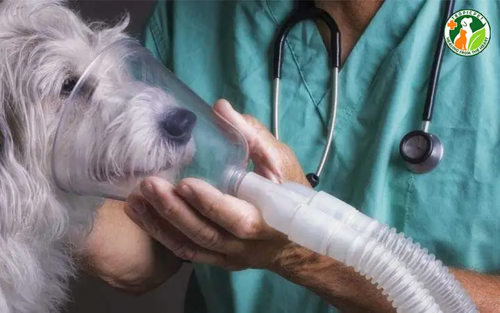 Cách Điều Trị Khi Chó Bị Viêm Phổi, Những Gợi Ý Từ Bác Sĩ Thú Y