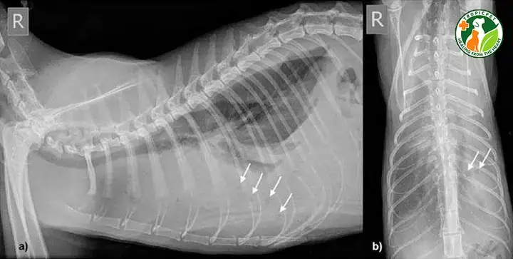 Nguyên Nhân Gây Viêm Phổi Ở Chó