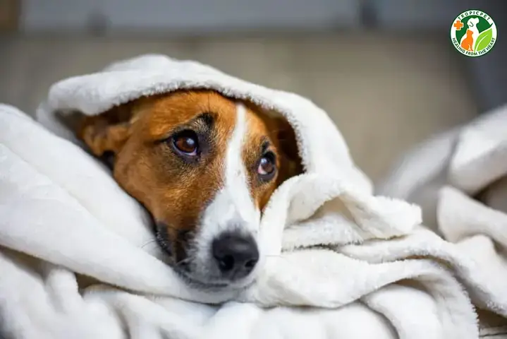 Chẩn Đoán Viêm Phổi Ở Chó