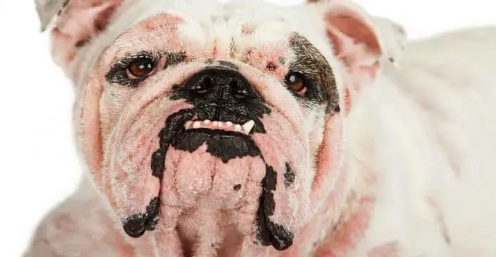 Bệnh Ghẻ Ở Chó: Pethealth Phân Biệt 2 Loại Ghẻ Thường Gặp