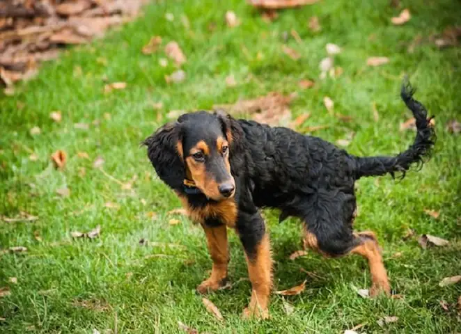 Phân Chó Có Dịch Nhầy: Nguyên Nhân, Cách Điều Trị Và Phòng Ngừa