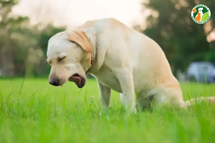 Nguyên Nhân Phổ Biến Khiến Phân Chó Có Màu Vàng Nhạt Và Phân Tích Sâu