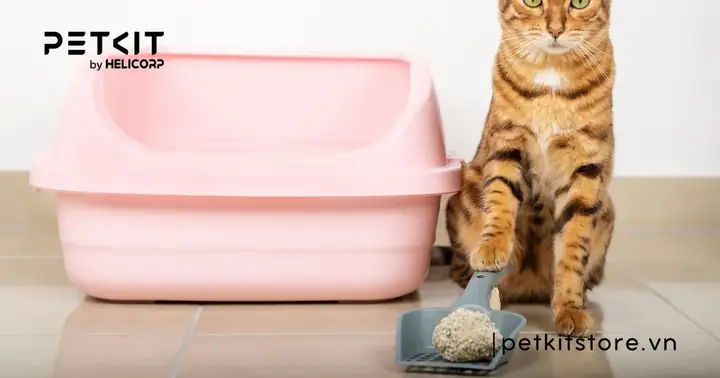 Phân Mềm Là Gì?