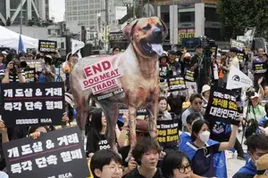 Hàn Quốc Cấm Tiêu Thụ Thịt Chó, Bạn Nghĩ Sao?