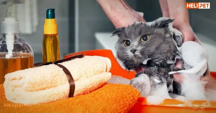 Khi Nào Nên Tắm Khô Cho Mèo?