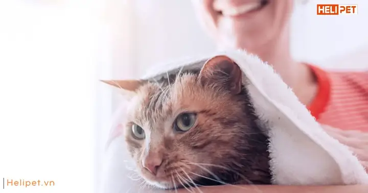 Tắm Khô Cho Mèo Bằng Phấn Rôm Được Không?