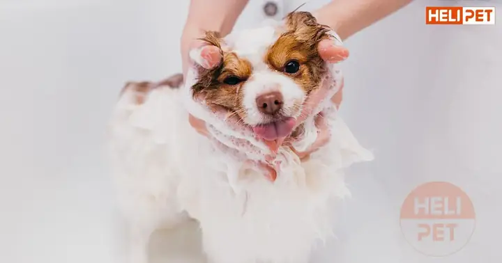 Massage Toàn Bộ Cơ Thể Của Chó