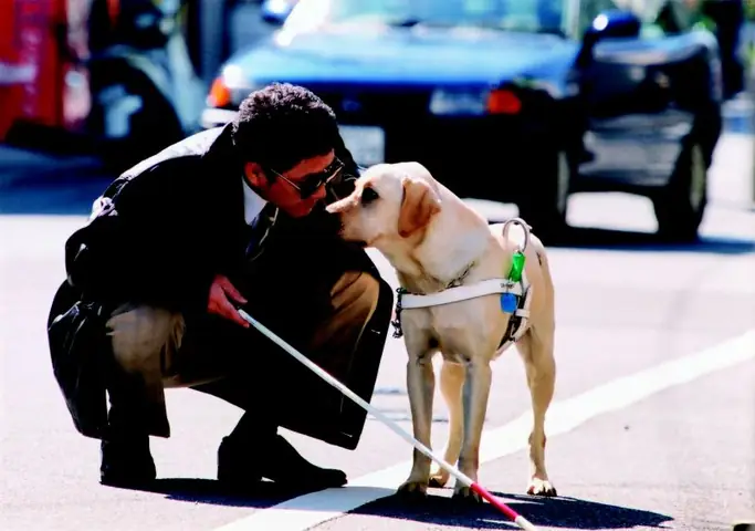 Phim Chú Chó Dẫn Đường: Câu Chuyện Cảm Động Về Tình Bạn Và Sự Hy Sinh