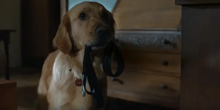 Review – Cuộc Đời Phi Thường Của Chú Chó Enzo Review – Cuộc Đời Phi Thường Của Chú Chó Enzo