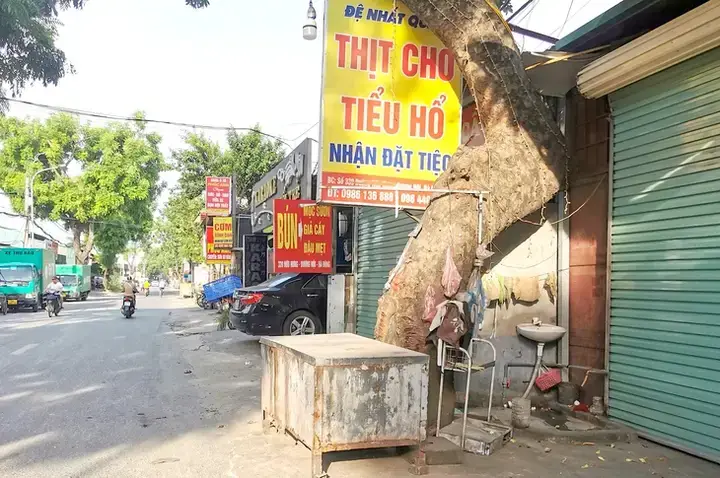 Lời Khuyên Từ Mochicat.vn Khi Mua Thú Cưng Tại Các Chợ Tự Phát