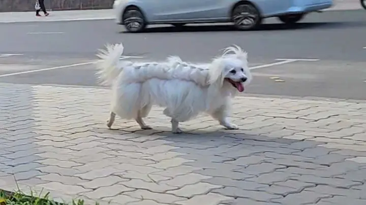 Cần Xử Nghiêm Người 'bênh' Chó, Đánh Tét Đầu Bảo Vệ Phố Đi Bộ Nguyễn Huệ