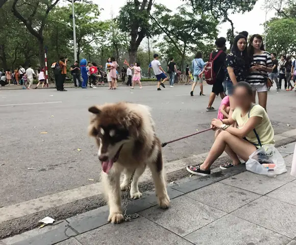 Cấm Mang Chó Vào Phố Đi Bộ Hồ Gươm: 'nhìn Con Chó Nặng 20-30kg Lù Lù Tiến Đến Ai Mà Chẳng Sợ, Cứ Cẩn Thận Vẫn Hơn' Ảnh 2