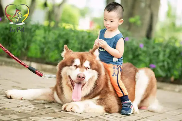 Giá Phối Giống Chó Alaska Trên Thị Trường Giá Phối Giống Chó Alaska Trên Thị Trường