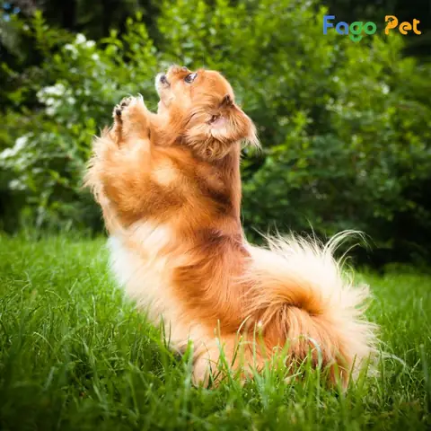 Quy Trình Phối Giống Chó Bắc Kinh Tại Fago Pet