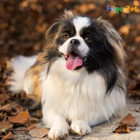 Vì Sao Nên Lựa Chọn Phối Giống Chó Bắc Kinh Tại Fago Pet