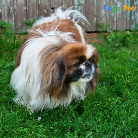 Giá Phối Giống Chó Bắc Kinh Là Bao Nhiêu?