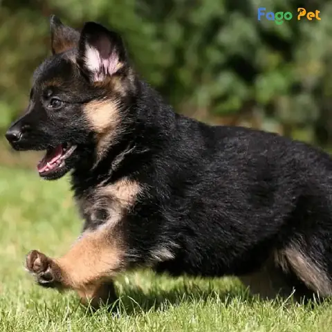 Vì Sao Nên Lựa Chọn Phối Giống Chó Becgie Tại Fago Pet