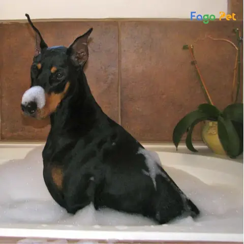 Quy Trình Phối Giống Chó Doberman Tại Fago Pet Quy Trình Phối Giống Chó Doberman Tại Fago Pet