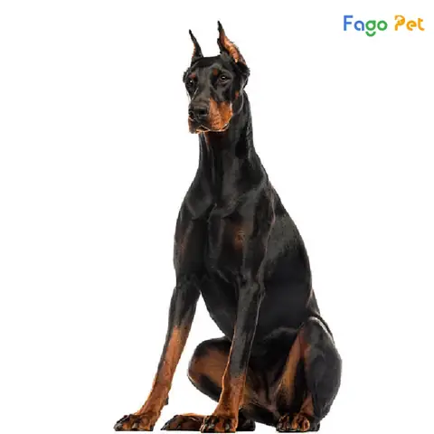 Vì Sao Nên Lựa Chọn Phối Giống Chó Doberman Tại Fago Pet Vì Sao Nên Lựa Chọn Phối Giống Chó Doberman Tại Fago Pet