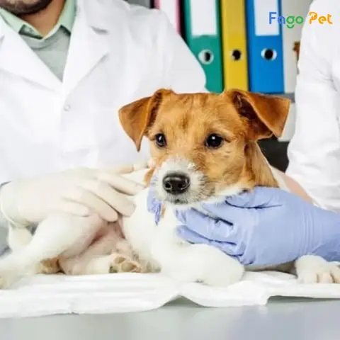 Khám Sức Khỏe Cho Chó