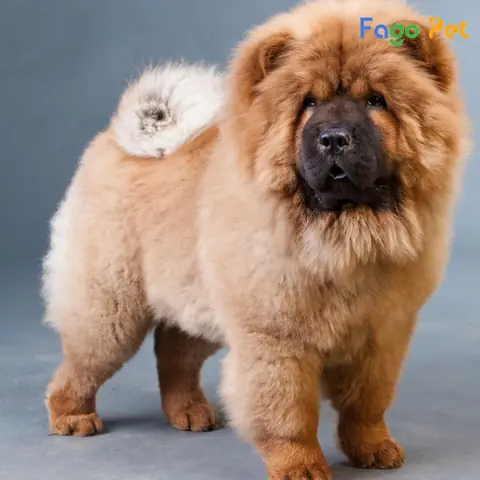 Giá Phối Giống Chó Chow Chow Là Bao Nhiêu?