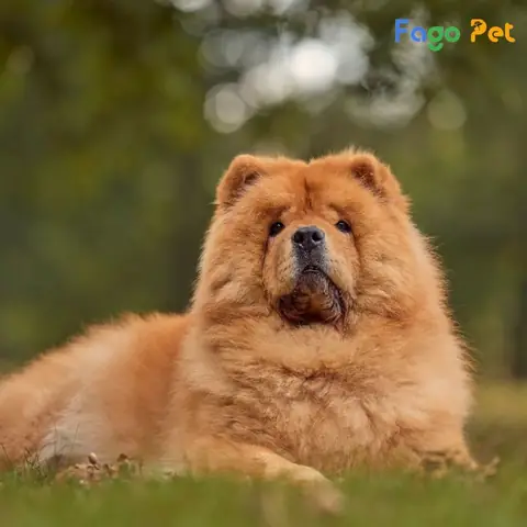 Quy Trình Phối Giống Chó Chow Chow Tại Fago Pet