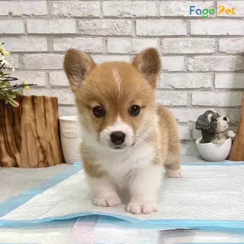 Chọn Lựa Chó Giống Đực Để Phối