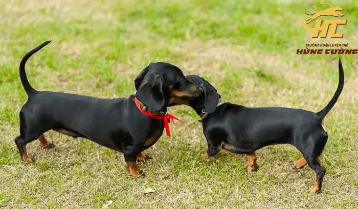 Lý Do Nên Chọn Hùng Cường Để Nhân Giống Chó Lạp Xưởng