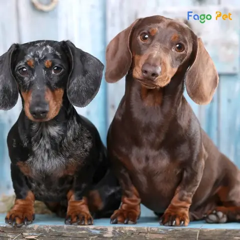 Quy Trình Phối Giống Chó Lạp Xưởng Tại Fago Pet Quy Trình Phối Giống Chó Lạp Xưởng Tại Fago Pet