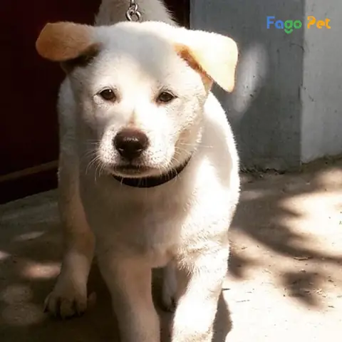 Quy Trình Phối Giống Chó Mông Cộc Tại Fago Pet