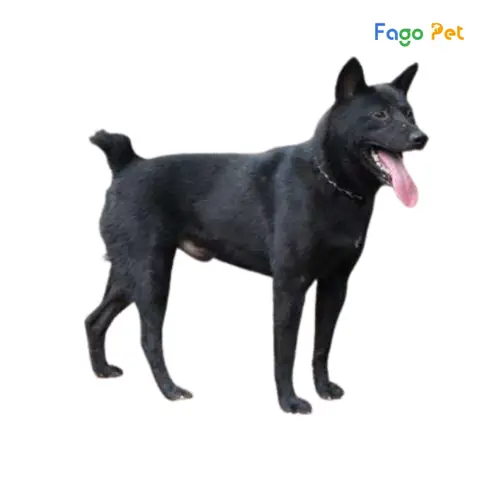 Quy Trình Phối Giống Chó Mông Cộc Tại Fago Pet