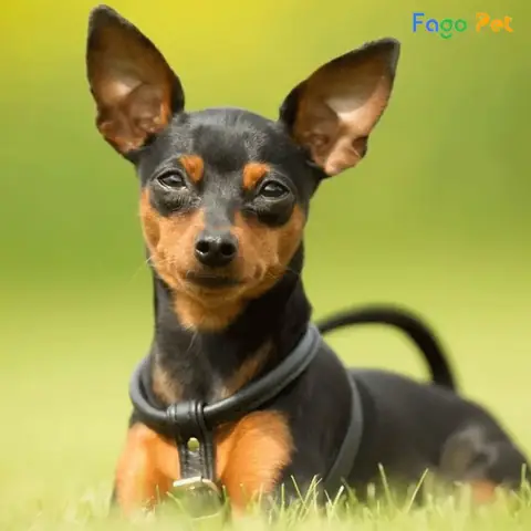 Vì Sao Nên Lựa Chọn Phối Giống Chó Phốc Hươu Tại Fago Pet Vì Sao Nên Lựa Chọn Phối Giống Chó Phốc Hươu Tại Fago Pet