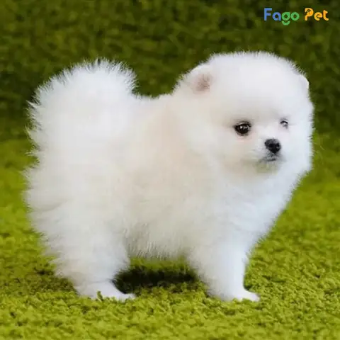 Vì Sao Nên Lựa Chọn Phối Giống Chó Phốc Sóc Tại Fago Pet