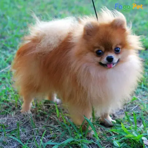 Quy Trình Phối Giống Chó Phốc Sóc Tại Fago Pet