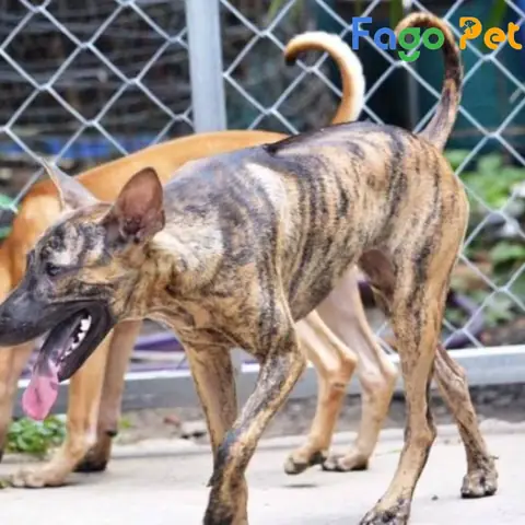 Giá Chó Phú Quốc Vện Cọp Cập Nhật Mới Nhất Giá Chó Phú Quốc Vện Cọp Cập Nhật Mới Nhất