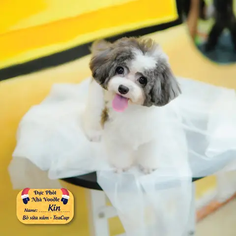 Địa Chỉ Phối Giống Chó Poodle Uy Tín Nhất Hiện Nay