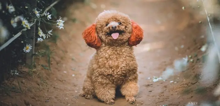Tiêu Chí Lựa Chọn Nơi Phối Giống Chó Poodle Uy Tín Tại Tp Hcm