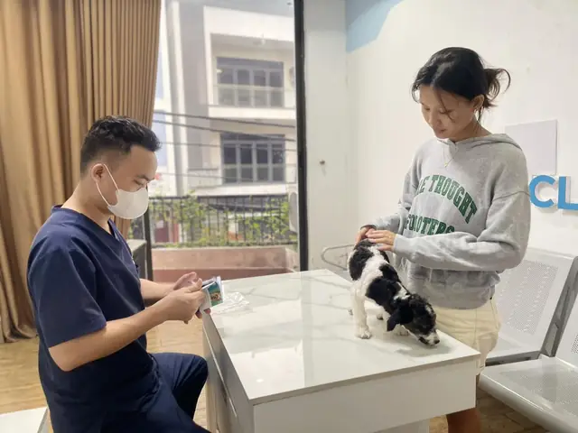 Lý Do Sử Dụng Thụ Tinh Nhân Tạo Ở Chó