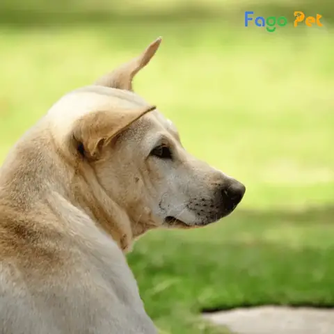 Quy Trình Phối Giống Chó Ta Tại Fago Pet