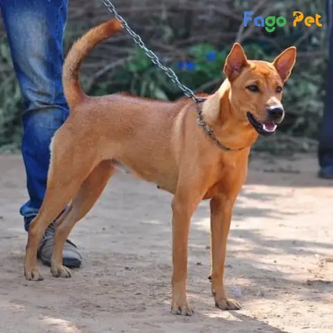 Giá Phối Giống Chó Ta Là Bao Nhiêu?