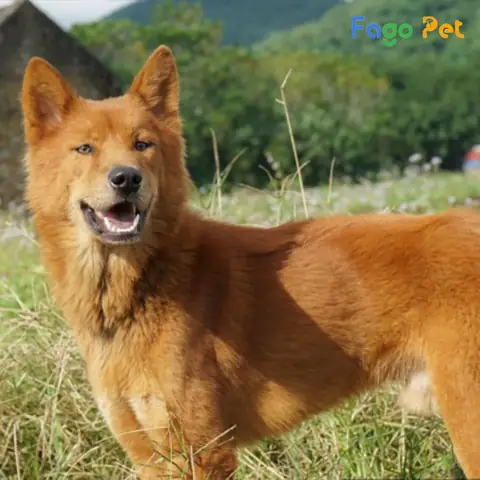 Vì Sao Nên Lựa Chọn Phối Giống Chó Ta Tại Fago Pet