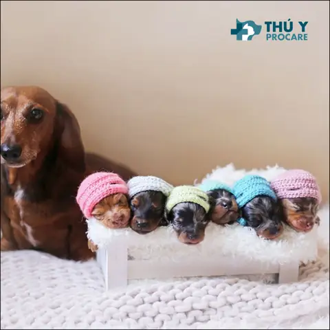 Top 9 Cách Phòng Bệnh Cho Chó Con Mới Sinh Top 9 Cách Phòng Bệnh Cho Chó Con Mới Sinh