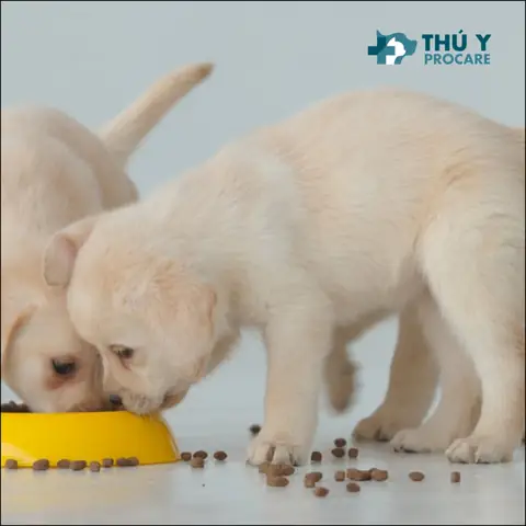 Top 9 Cách Phòng Bệnh Cho Chó Con Mới Sinh Top 9 Cách Phòng Bệnh Cho Chó Con Mới Sinh