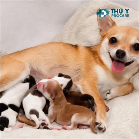 Top 9 Cách Phòng Bệnh Cho Chó Con Mới Sinh Top 9 Cách Phòng Bệnh Cho Chó Con Mới Sinh