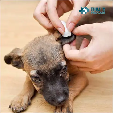 Top 9 Cách Phòng Bệnh Cho Chó Con Mới Sinh Top 9 Cách Phòng Bệnh Cho Chó Con Mới Sinh