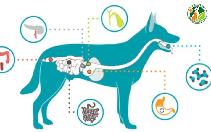 Vì Đâu Mà Chó Mắc Các Bệnh Đường Ruột? Vì Đâu Mà Chó Mắc Các Bệnh Đường Ruột?