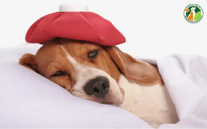 Chó Mắc Bệnh Đường Ruột Thường Biểu Hiện Như Thế Nào? Chó Mắc Bệnh Đường Ruột Thường Biểu Hiện Như Thế Nào?