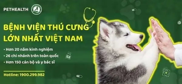 Hệ Thống Bệnh Viện Thú Y Pethealth - 11 Chi Nhánh Hệ Thống Bệnh Viện Thú Y Pethealth - 11 Chi Nhánh